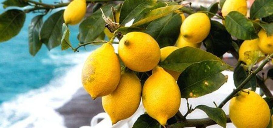 Maiori: Amalfi Coast Path of Lemons Day Trip with Tastings - Starting near San Giacomo’s church in Maiori