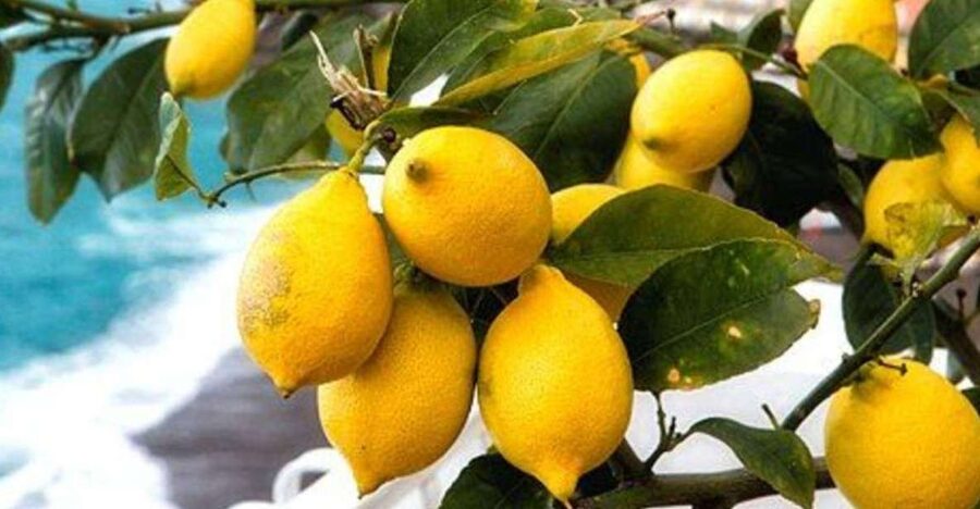 Maiori: Amalfi Coast Path of Lemons Day Trip with Tastings - Torre and the Church of San Michele Arcangelo