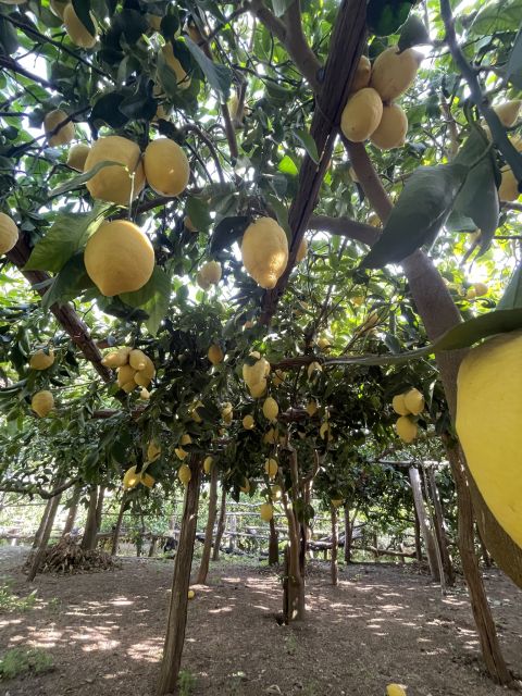 Maiori: Amalfi Coast Path of Lemons Day Trip with Tastings - Tasting lemon salad, marmalade, sorbet, and limoncello