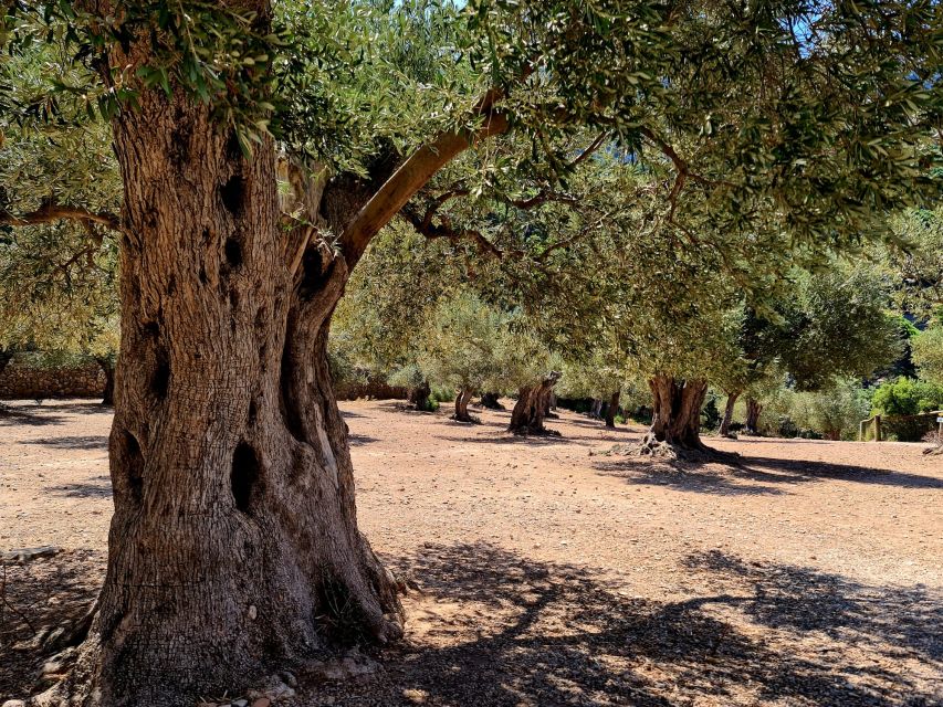 Mallorca: Day Trip to Hidden Gems of Tramuntana with Lunch - The Hermitage of Valldemossa and a sweet first taste
