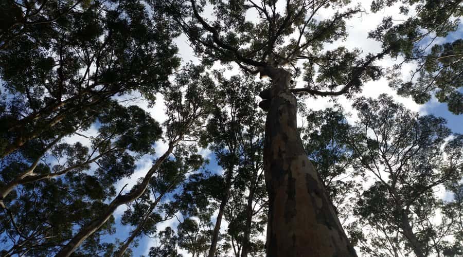 Margaret River and Busselton Jetty: Day Trip from Perth - Mammoth Cave: the day’s best change of pace