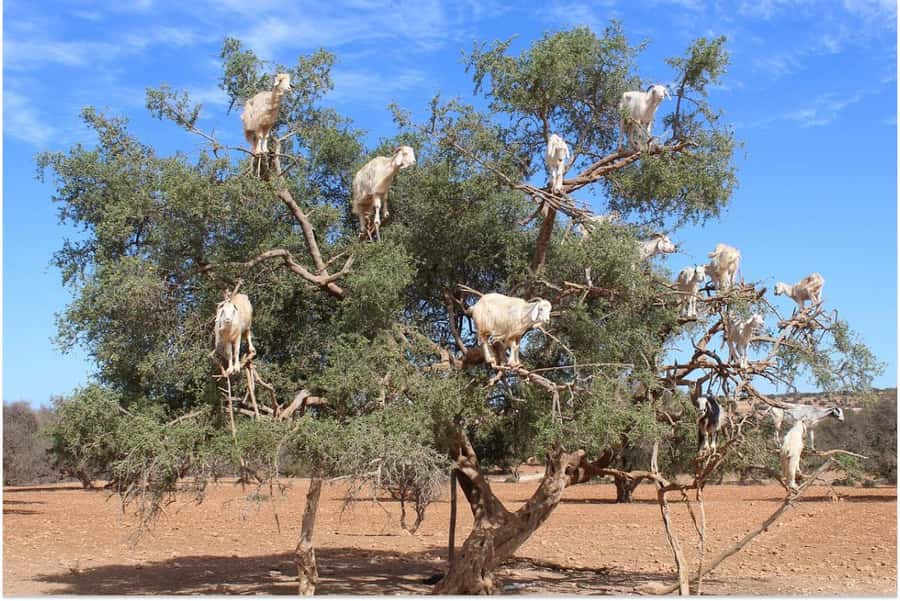 Marrakech: Essaouira Day Trip with Guided Tour - Inside the argan oil cooperative