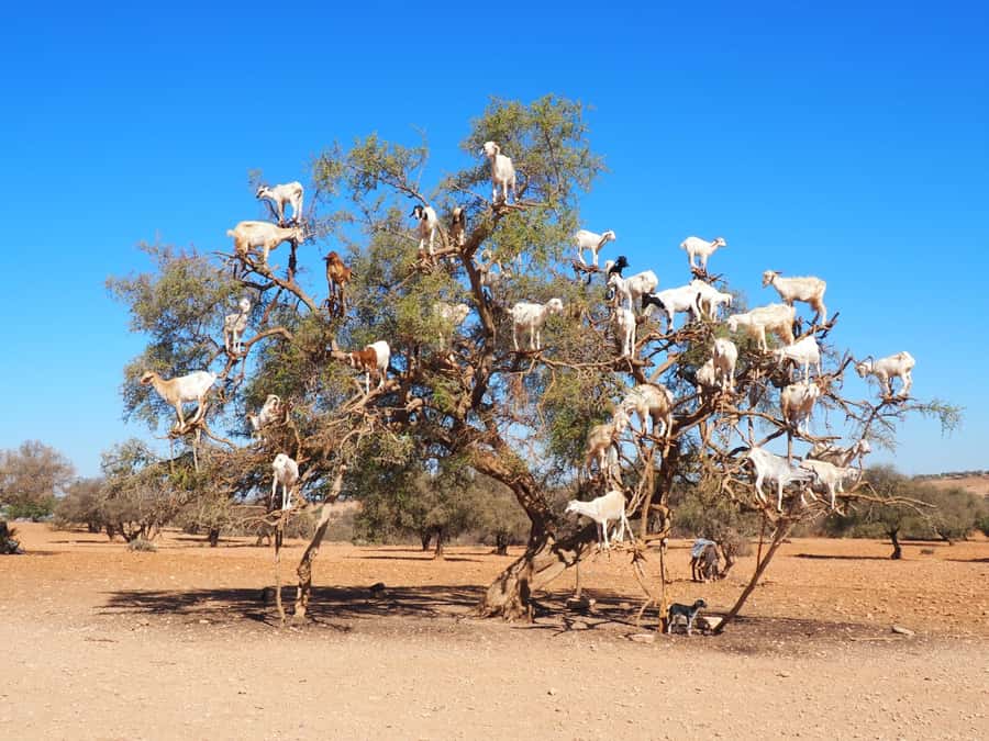 Marrakech: Essaouira Day Trip with Transfers and Co-op Visit - The roadside cafe stop and what to expect