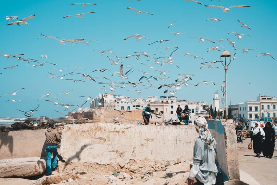 Marrakech: Essaouira Full-Day Trip - Who will enjoy this day trip most?