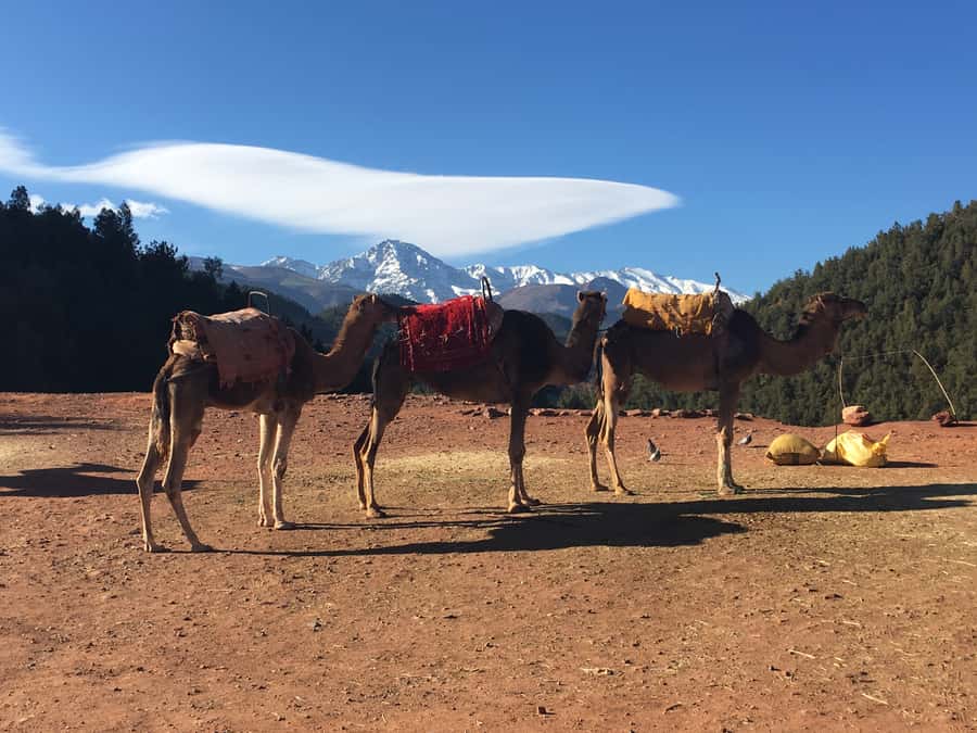Marrakech: Ourika Valley & Atlas Mountains Half-Day Trip - Practical tips for a smoother morning