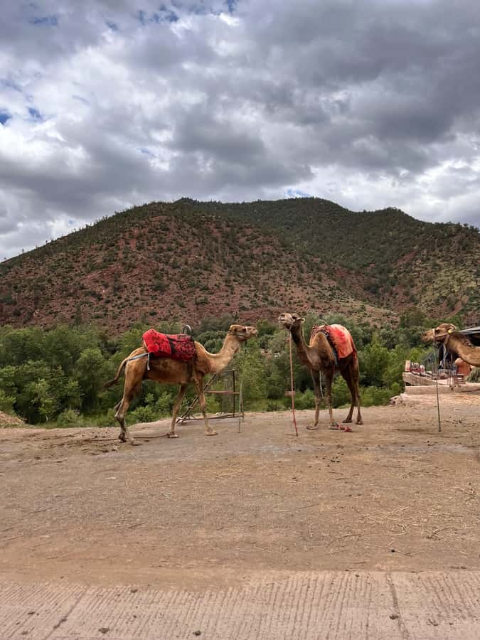 Marrakesh: Ourika Valley & Atlas Mountains Day Trip + Lunch - Tea inside a traditional Berber home