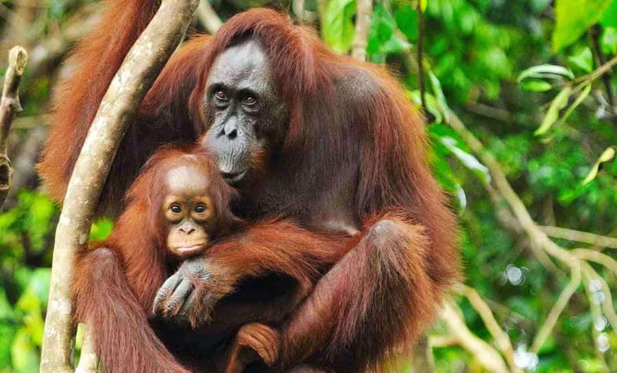 Medan: Mount Leuser National Park Full-Day Trip - Lunch at the Orangutan Care Center