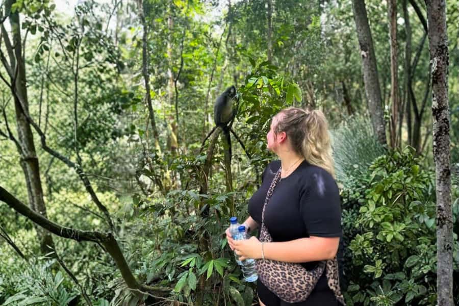 Medan: Mount Leuser National Park Full-Day Trip - Finding orangutans in their natural home