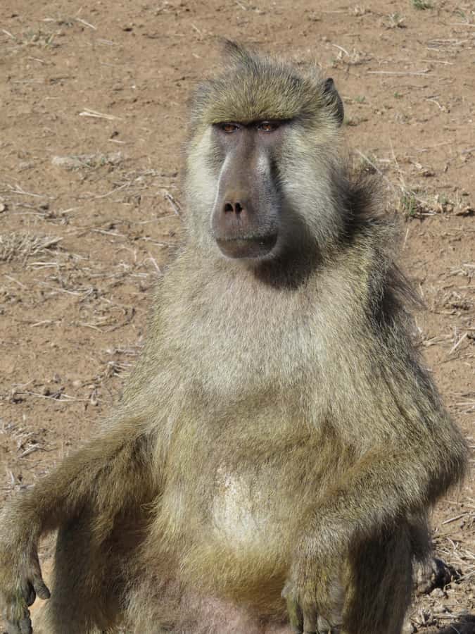 Mombasa: Tsavo East National Park Day Trip with Lunch - Key points to know before booking
