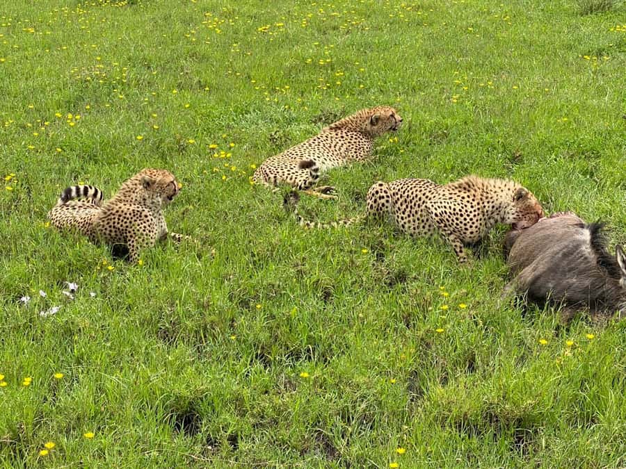 Mombasa: Tsavo East National Park Day Trip with Lunch - A long road from Mombasa to Tsavo East