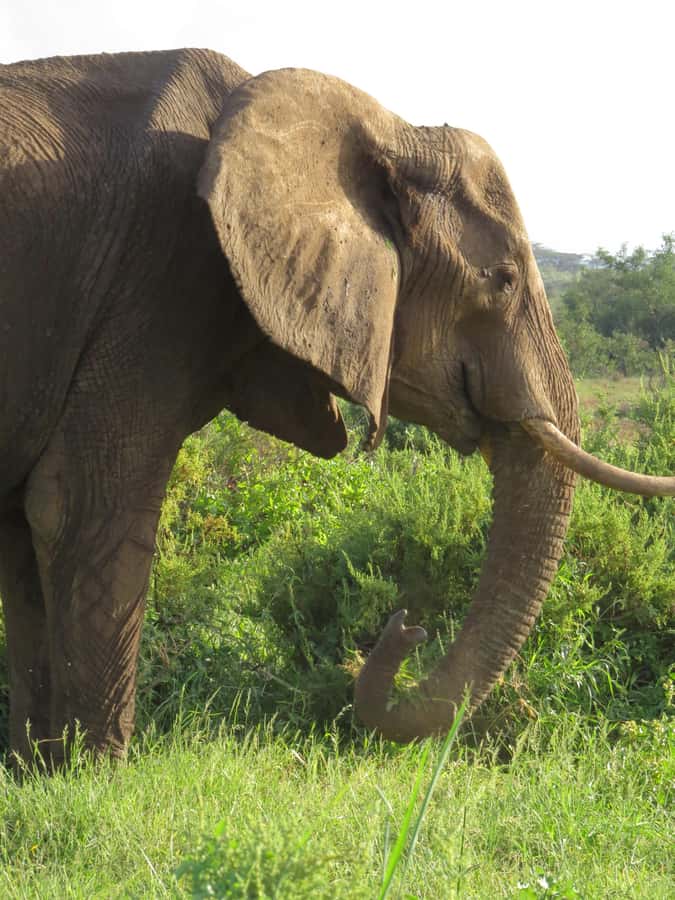 Mombasa: Tsavo East National Park Day Trip with Lunch - Lunch: included, but check where it happens