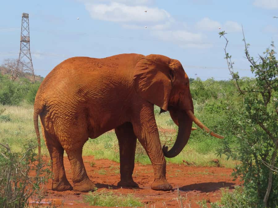 Mombasa: Tsavo East National Park Day Trip with Lunch - What the $153 price really covers