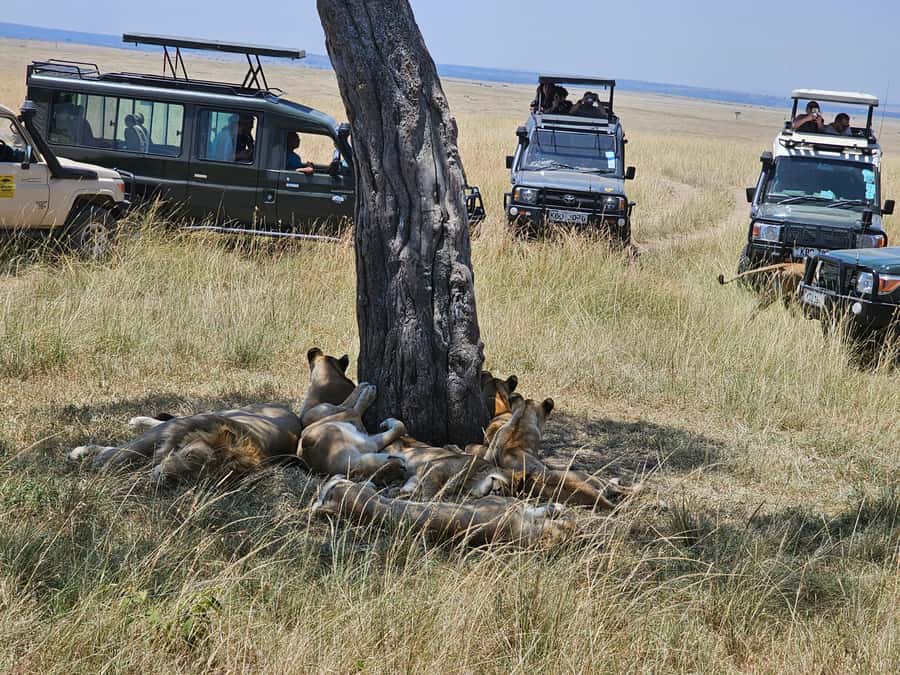 Mombasa: Tsavo East National Park Day Trip with Lunch - Who will get the most from this safari