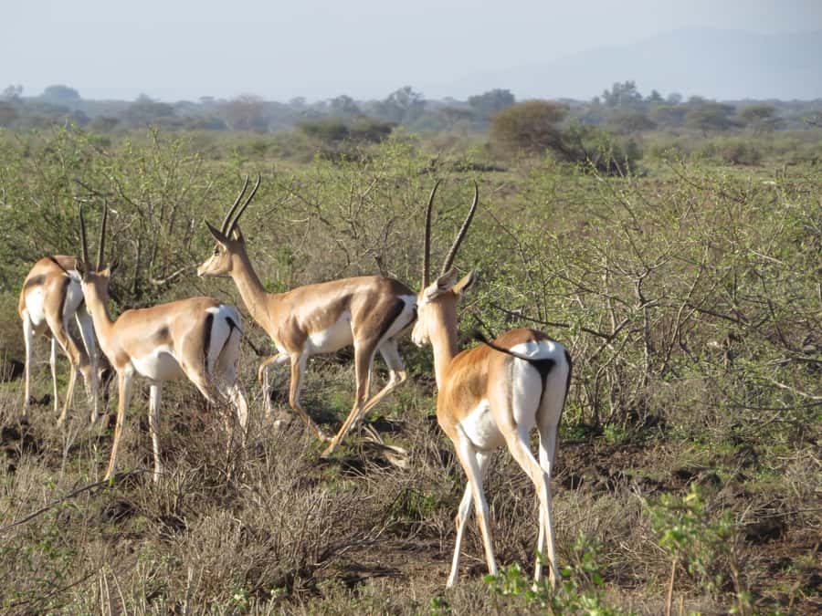 Mombasa: Tsavo East National Park Day Trip with Lunch - The strongest reason to book, and the biggest warning
