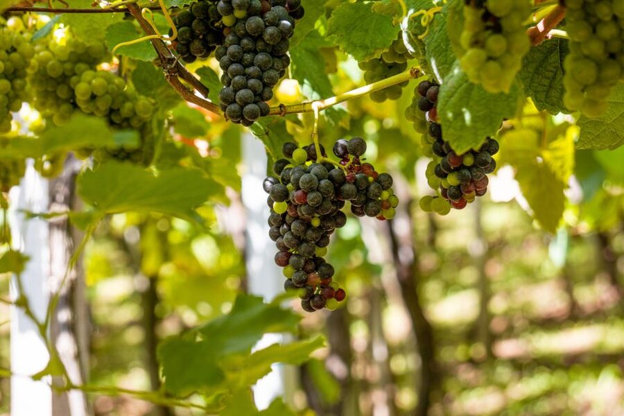 Montserrat & Cava Wineries Day Trip from Barcelona w/ Pickup - Key points to know before you book