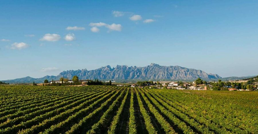 Montserrat & Cava Wineries Day Trip from Barcelona w/ Pickup - The basilica, Black Madonna, and mountain paths