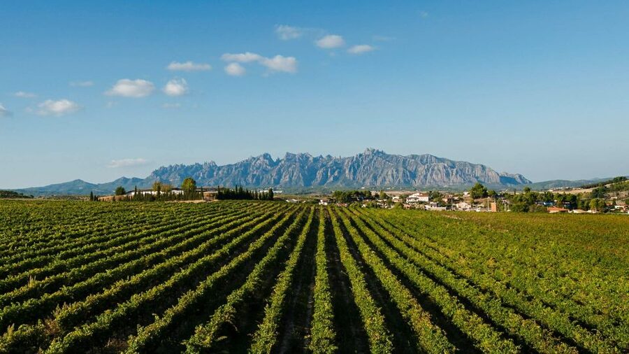 Montserrat & Cava Wineries Day Trip from Barcelona w/ Pickup - How to use your free time at Montserrat