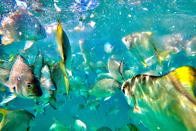 Moreton Island Day Trip (Kayak, Snorkel & Sandboard) frm Brisbane or Gold Coast - Sandboarding on the island dunes