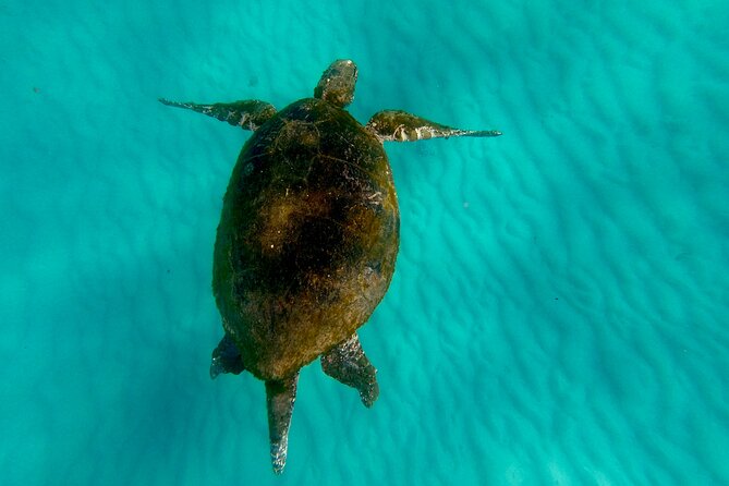Moreton Island Day Trip (Kayak, Snorkel & Sandboard) frm Brisbane or Gold Coast - Who should book this Moreton Island trip?
