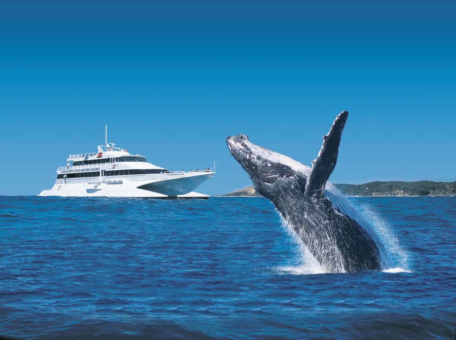 Moreton Island: Tangalooma Day Trip & Whale Watching Cruise - Key points to know before booking