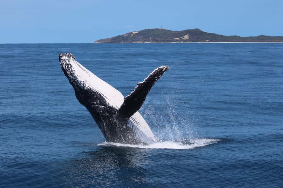 Moreton Island: Tangalooma Day Trip & Whale Watching Cruise - The day begins with a Brisbane ferry ride