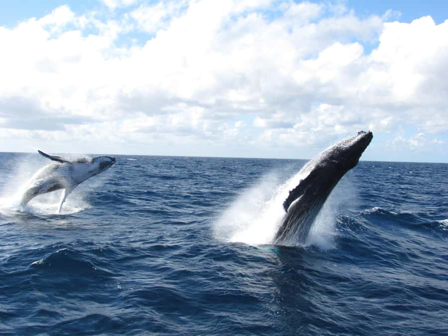 Moreton Island: Tangalooma Day Trip & Whale Watching Cruise - Tangalooma Island Resort gives you a short taste of Moreton Island