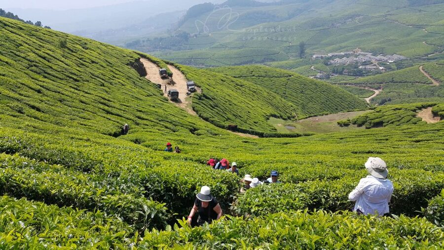 Munnar Private Day Trip - Munnar at 1,700 meters feels like a different Kerala