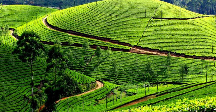 Munnar Private Day Trip - The tea museum gives the day some useful context