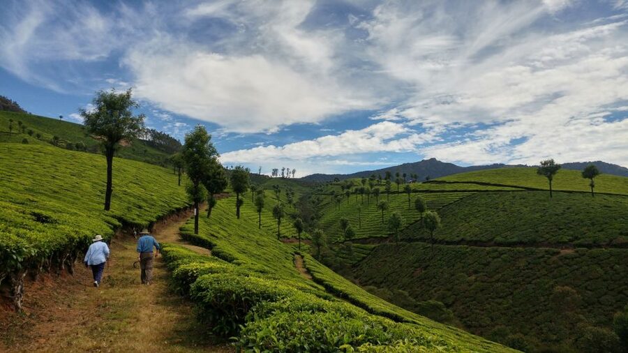 Munnar Private Day Trip - Spice plantations add a different side of Kerala