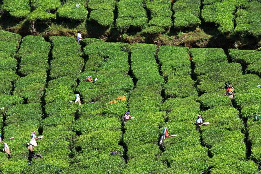 Munnar Private Day Trip - Lunch, timing, and the real value of $115