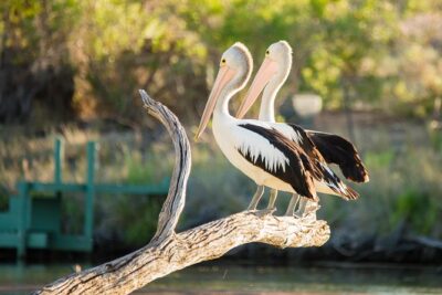 Murray River Day Trip from Adelaide Including Lunch Cruise aboard the Proud Mary