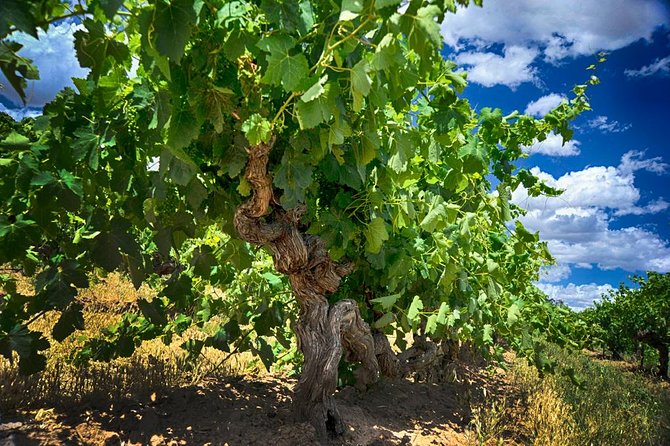 Murray River Day Trip from Adelaide Including Lunch Cruise aboard the Proud Mary - Should you book the Murray River day trip?