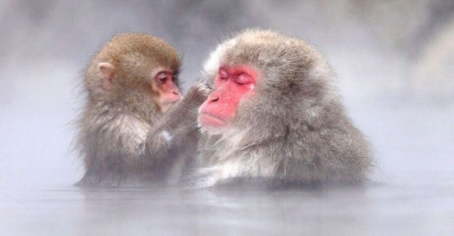 Nagano: Snow Monkeys, Zenkoji Temple & Sake Day Trip - Sake tasting turns a quick stop into a local lesson