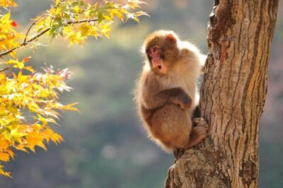 Nagano: Snow Monkeys, Zenkoji Temple & Sake Day Trip