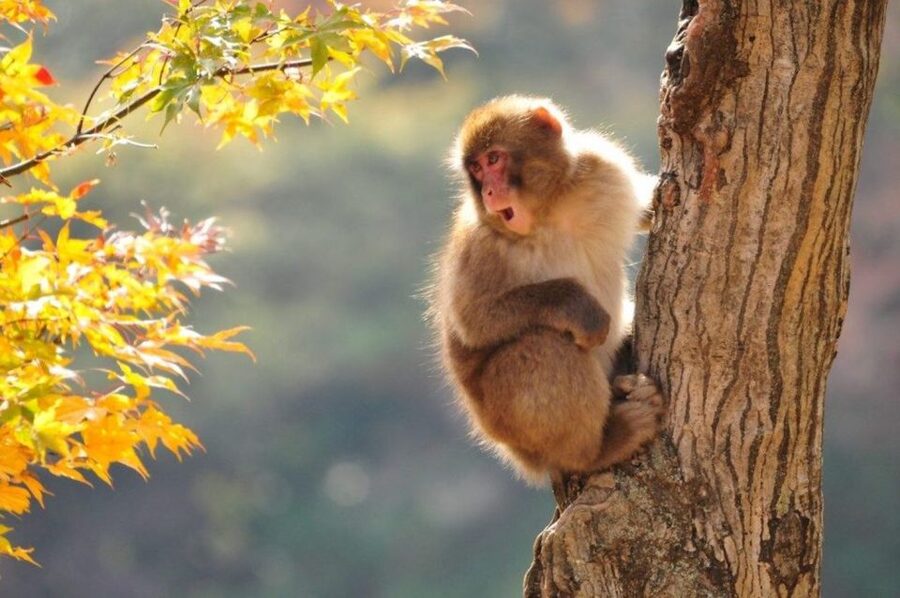 Nagano: Snow Monkeys, Zenkoji Temple & Sake Day Trip - Zenkoji Temple gives the day some depth