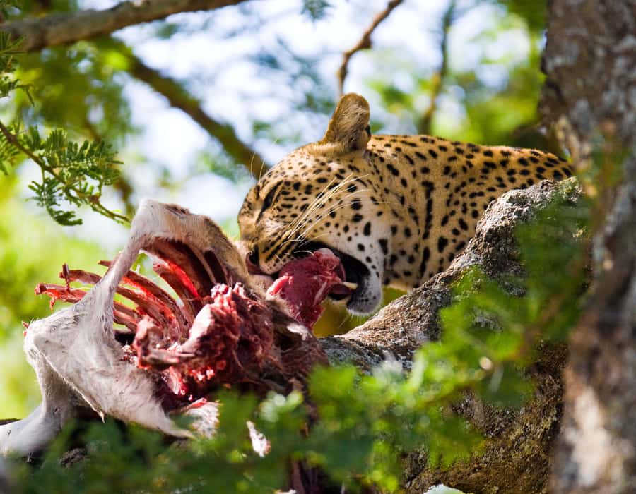 Nairobi: Day Trip to Maasai Mara Reserve & Maasai village - Why this day trip makes sense from Nairobi