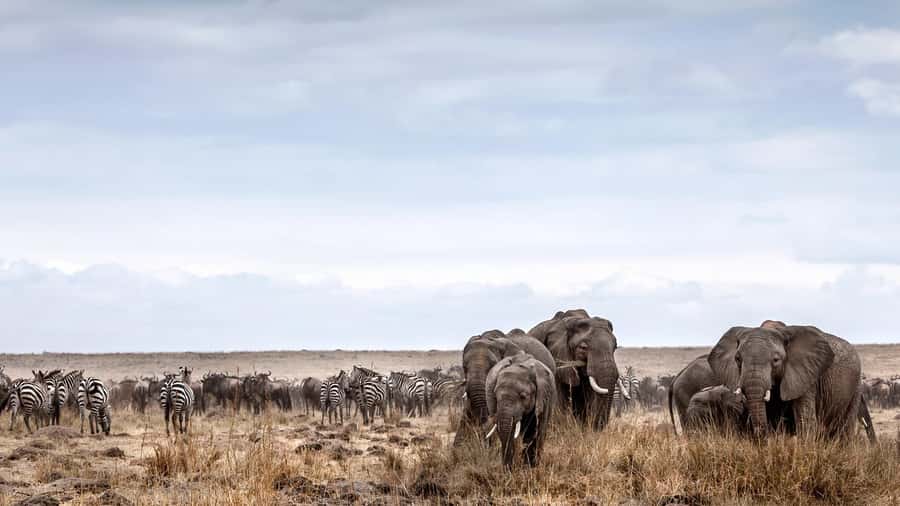Nairobi: Day Trip to Maasai Mara Reserve & Maasai village - Picnic lunch and the limits of a one-day safari