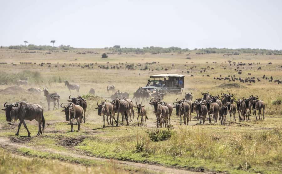 Nairobi: Day Trip to Maasai Mara Reserve & Maasai village - The Maasai village option: worthwhile, but ask questions
