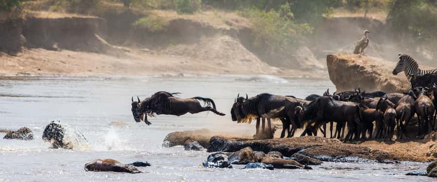Nairobi: Day Trip to Maasai Mara Reserve & Maasai village - What the $180 price really means