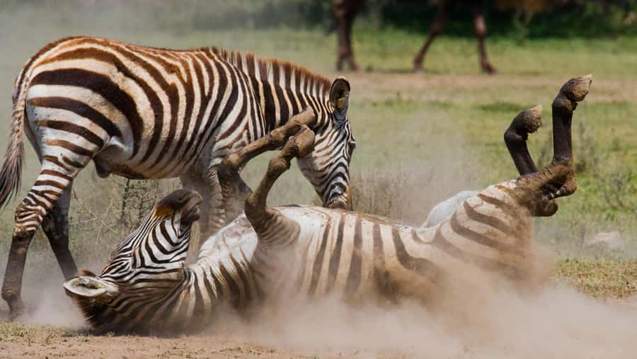 Nairobi: Day Trip to Maasai Mara Reserve & Maasai village - Language, cancellation, and who should book