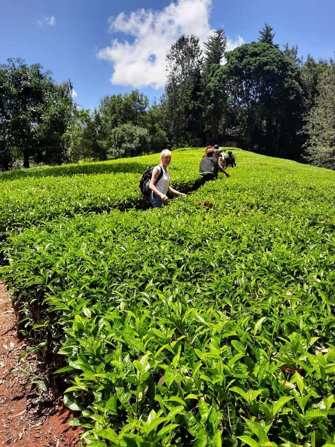 Nairobi: Tea Farm Day Trip with Lunch at kiambethu - Key points to know before booking