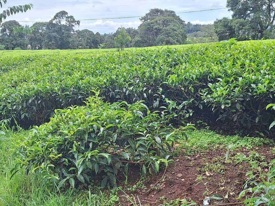 Nairobi: Tea Farm Day Trip with Lunch at kiambethu - Getting from Nairobi to the tea farm