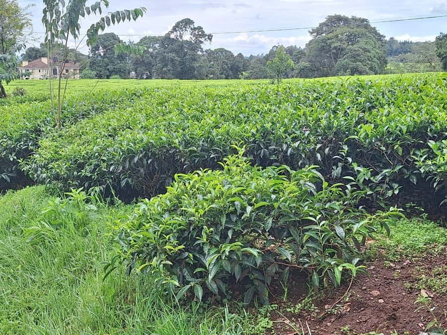 Nairobi: Tea Farm Day Trip with Lunch at kiambethu - Forest paths and a waterfall stop