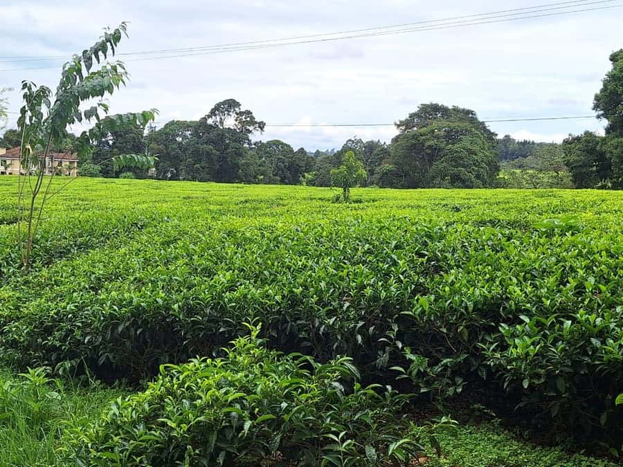 Nairobi: Tea Farm Day Trip with Lunch at kiambethu - Ending with garden time and a bonfire