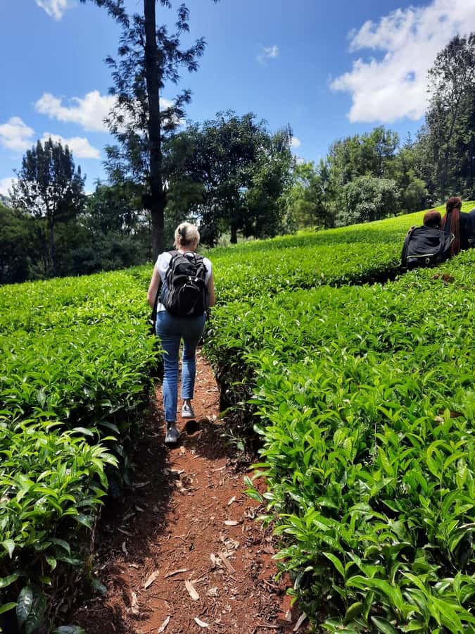 Nairobi: Tea Farm Day Trip with Lunch at kiambethu - Language, access, and practical details