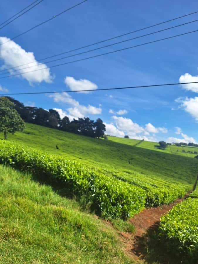 Nairobi: Tea Farm Day Trip with Lunch at kiambethu - Arriving at one of Kenya’s early tea farms