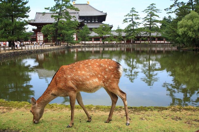 Nara Half Day Trip Walking Tour (Private Option Available) - Five useful things to know before booking