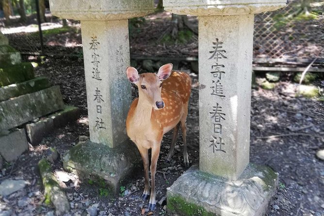 Nara Half Day Trip Walking Tour (Private Option Available) - Why this five-hour Nara tour works well