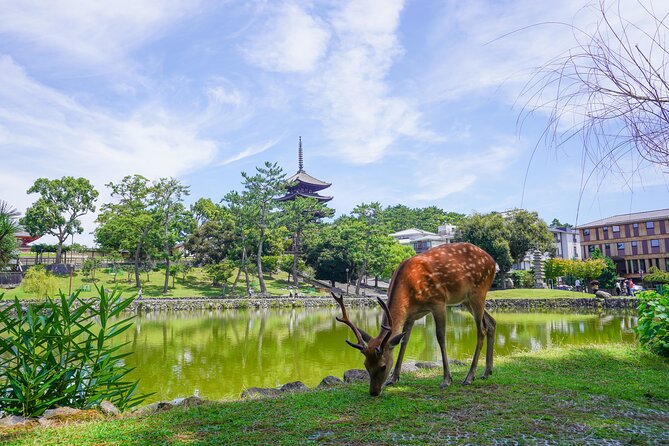 Nara Half Day Trip Walking Tour (Private Option Available) - Meeting the Great Buddha at Todaiji