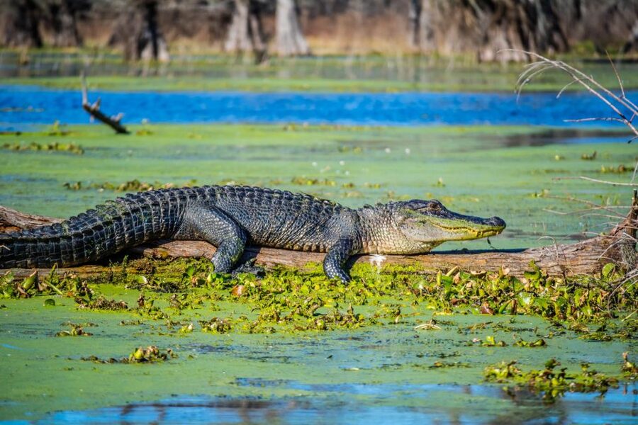 New Orleans: Oak Alley Plantation and Swamp Cruise Day Trip - The transfer to the wetlands